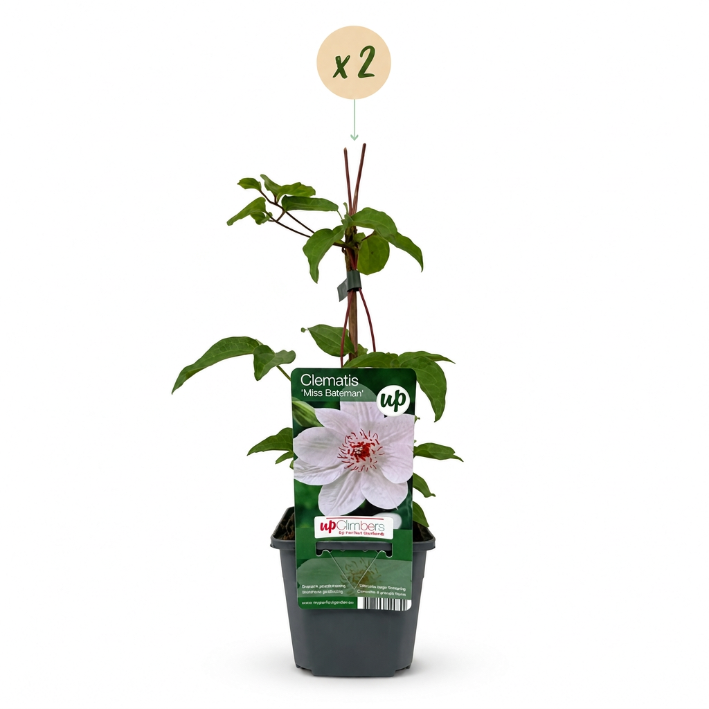 Green boutiQ - Klimplant - Clematis Miss bateman - Bloem Wit - Weinig onderhoud -2 planten -  Pot 11cm Hoogte 40cm