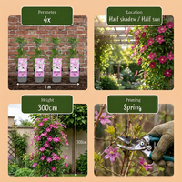 Green boutiQ - Klimplant - Clematis Nelly Moser - Bloem Roze - Weinig onderhoud -2 planten -  Pot 11cm Hoogte 40cm