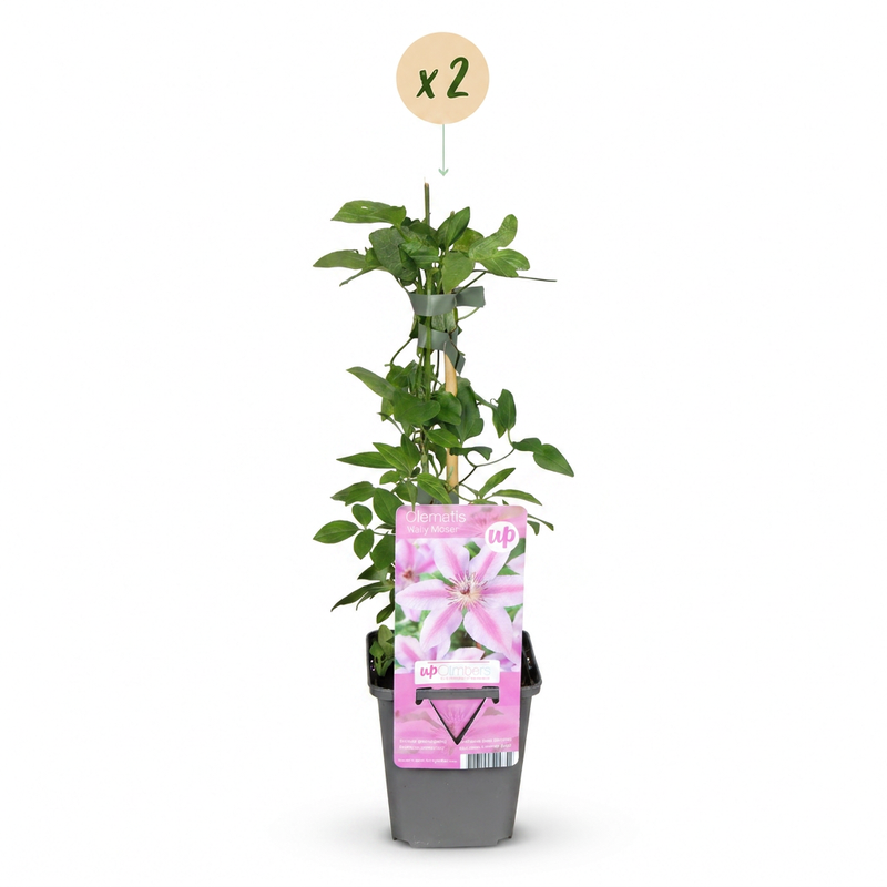 Green boutiQ - Klimplant - Clematis Nelly Moser - Bloem Roze - Weinig onderhoud -2 planten -  Pot 11cm Hoogte 40cm