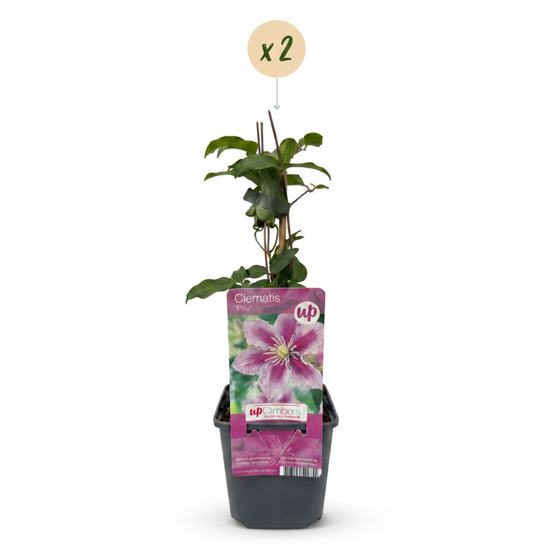 Green boutiQ - Klimplant - Clematis Piilu - Bloem Roze - Weinig onderhoud -2 planten -  Pot 11cm Hoogte 40cm
