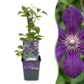 Green boutiQ - Plante grimpante - Clematis vit. Polish Spirit - Fleur rose - Peu d'entretien - 2 plantes - Pot 11cm Hauteur 40cm