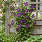 Green boutiQ - Plante grimpante - Clematis vit. Polish Spirit - Fleur rose - Peu d'entretien - 2 plantes - Pot 11cm Hauteur 40cm