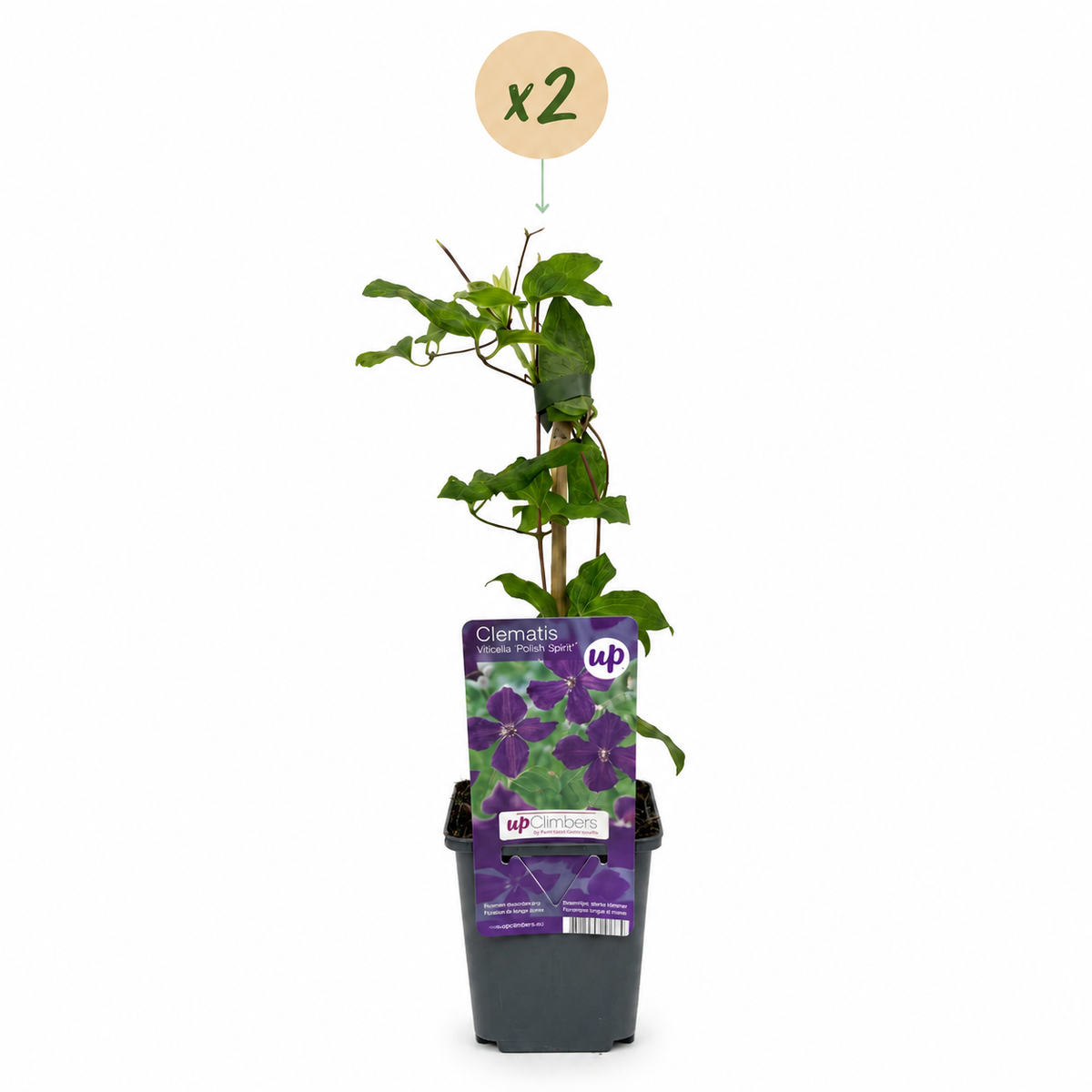 Green boutiQ - Klimplant - Clematis vit. Polish Spirit - Bloem Roze - Weinig onderhoud -2 planten -  Pot 11cm Hoogte 40cm