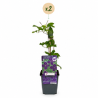 Green boutiQ - Plante grimpante - Clematis vit. Polish Spirit - Fleur rose - Peu d'entretien - 2 plantes - Pot 11cm Hauteur 40cm