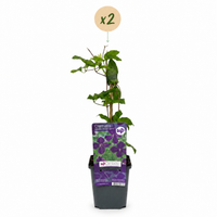 Green boutiQ - Klimplant - Clematis vit. Polish Spirit - Bloem Roze - Weinig onderhoud -2 planten -  Pot 11cm Hoogte 40cm