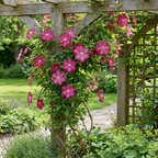 Green boutiQ - Kletterpflanze - Clematis Ville de Lyon - Blüte rosa - Pflegeleicht - 2 Pflanzen - Topf 11 cm Höhe 40 cm