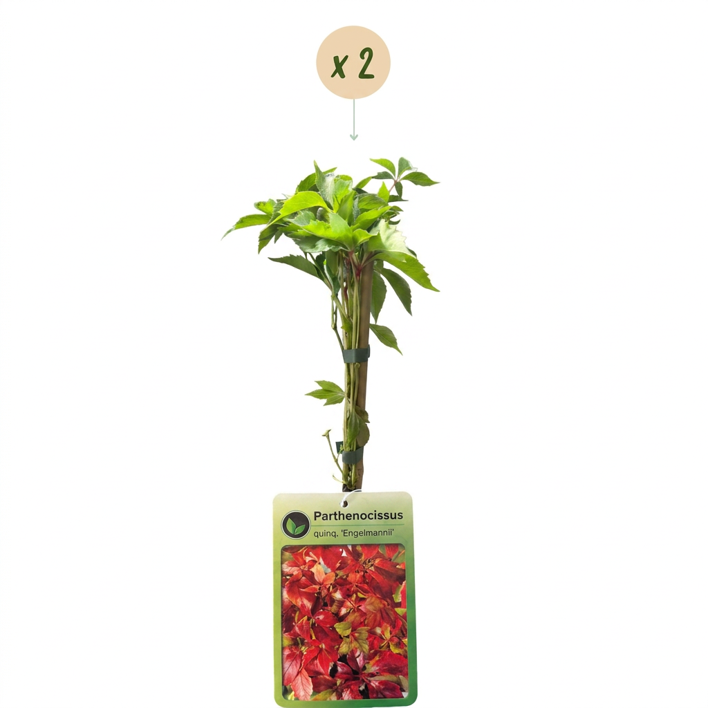 Green boutiQ - Wilder Wein - Parthenocissus Engelmannii - Blatt grün, später rot - Pflegeleicht - 2 Pflanzen - Topf 11 cm, Höhe 40 cm