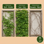 Green boutiQ - Vigne vierge - Parthenocissus Engelmannii - Feuillage vert puis rouge - Peu d'entretien - 2 plantes - Pot 11 cm Hauteur 40 cm