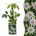 Green boutiQ - Passionsblume - Passiflora caerulea - Blüte blau mit grün-weiß - Pflegeleicht - 2 Pflanzen - Topf 11 cm Höhe 40 cm