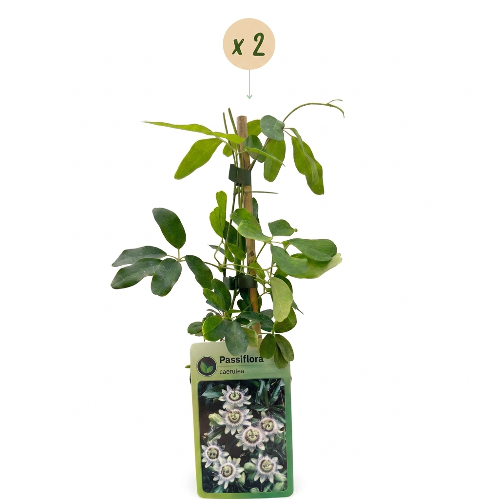 Green boutiQ - Passiebloem - Passiflora caerulea  - Bloem Blauw met Groen Wit - Weinig onderhoud - 2 planten - Pot 11cm Hoogte 40cm