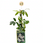 Green boutiQ - Passionsblume - Passiflora caerulea - Blüte blau mit grün-weiß - Pflegeleicht - 2 Pflanzen - Topf 11 cm Höhe 40 cm