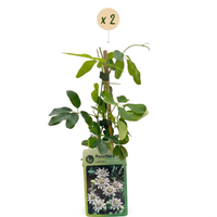 Green boutiQ - Passiebloem - Passiflora caerulea  - Bloem Blauw met Groen Wit - Weinig onderhoud - 2 planten - Pot 11cm Hoogte 40cm