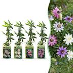 Green boutiQ - Passiflore - Passiflora Rainbow - Fleur rose blanc violet vert - Peu d'entretien - 4 plantes - Pot 11cm Hauteur 40cm