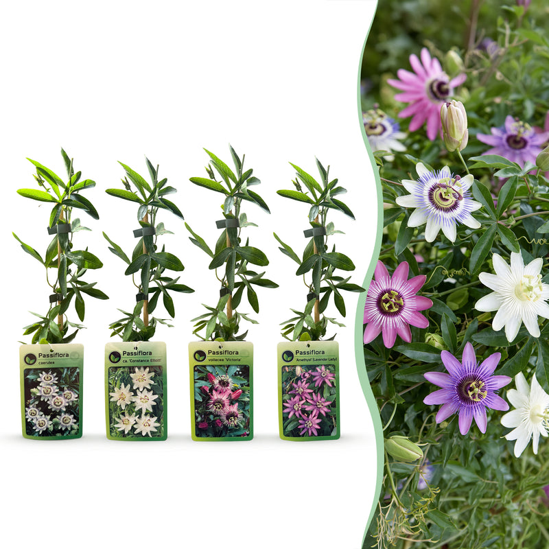 Green boutiQ - Passionsblume - Passiflora Rainbow - Blüte Rosa Weiß Lila Grün - Pflegeleicht - 4 Pflanzen - Topf 11cm Höhe 40cm