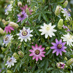 Green boutiQ - Passiflore - Passiflora Rainbow - Fleur rose blanc violet vert - Peu d'entretien - 4 plantes - Pot 11cm Hauteur 40cm