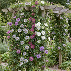 Green boutiQ - Passiflore - Passiflora Rainbow - Fleur rose blanc violet vert - Peu d'entretien - 4 plantes - Pot 11cm Hauteur 40cm