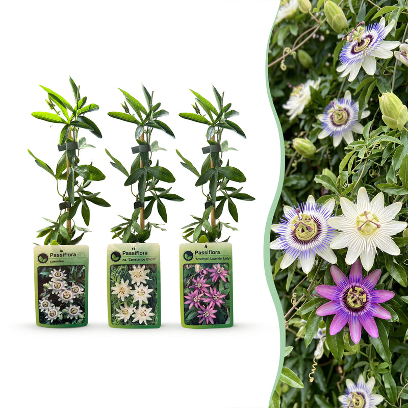 Green boutiQ - Passionsblume - Passiflora Tricolour - Blüte Rosa Weiß Lila - Pflegeleicht - 3 Pflanzen - Topf 11 cm Höhe 40 cm