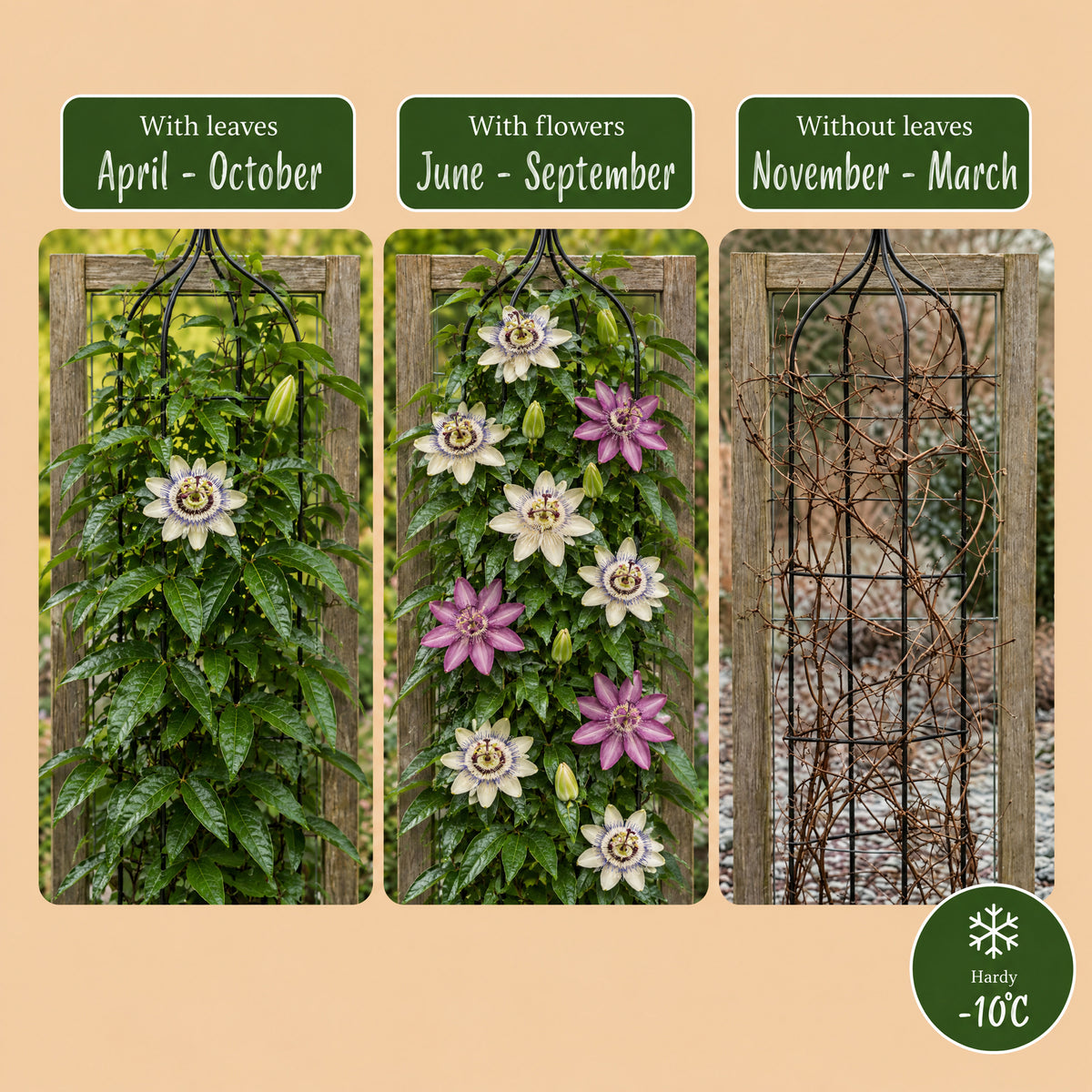 Green boutiQ - Passiflore - Passiflora Tricolour - Fleurs rose, blanc, violet - Peu d'entretien - 3 plantes - Pot 11cm Hauteur 40cm