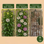 Green boutiQ - Passiflore - Passiflora Tricolour - Fleurs rose, blanc, violet - Peu d'entretien - 3 plantes - Pot 11cm Hauteur 40cm