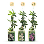 Green boutiQ - Passiflore - Passiflora Tricolour - Fleurs rose, blanc, violet - Peu d'entretien - 3 plantes - Pot 11cm Hauteur 40cm