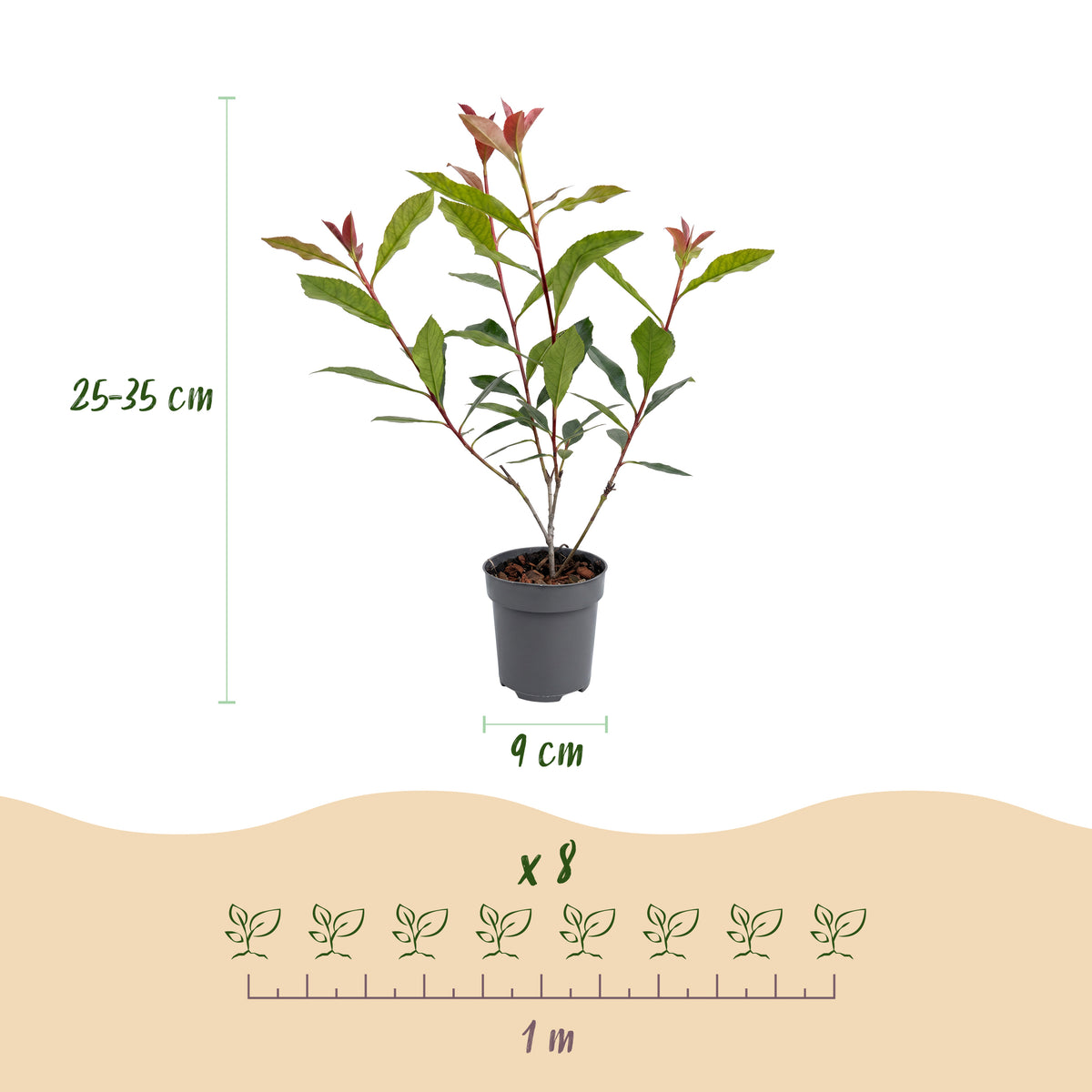 Green boutiQ - Haies - Photinia fraseri Carre Rouge - feuillage rouge et vert - 8 plantes - 1 mètre linéaire - persistant - pot 9 cm hauteur 30-35 cm