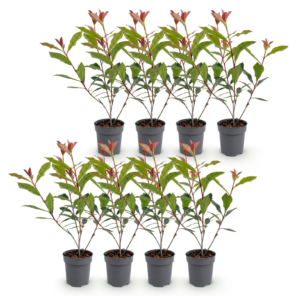 Green boutiQ - Haies - Photinia fraseri Carre Rouge - feuillage rouge et vert - 8 plantes - 1 mètre linéaire - persistant - pot 9 cm hauteur 30-35 cm