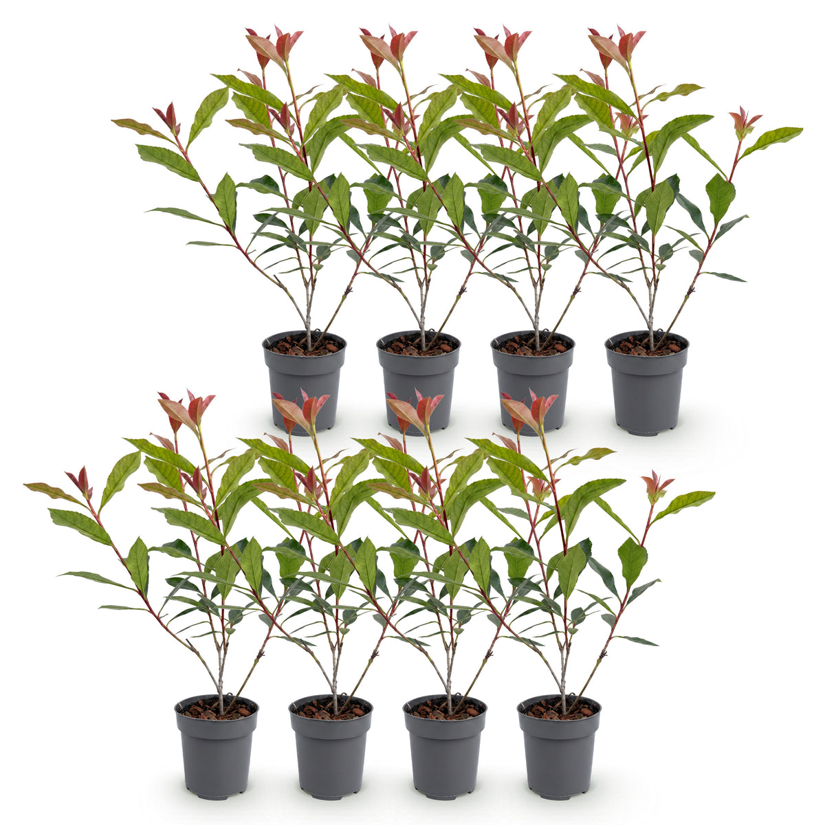 Green boutiQ - Haies - Photinia fraseri Carre Rouge - feuillage rouge et vert - 8 plantes - 1 mètre linéaire - persistant - pot 9 cm hauteur 30-35 cm