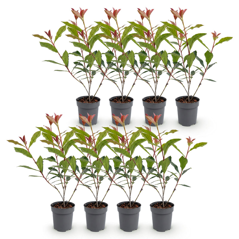 Green boutiQ - Haagplanten - Photnia fraseri Carre Rouge - blad rood groen - 8 planten - 1 strekkende meter - groenblijvend - pot 9cm hoogte 30-35cm