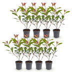 Green boutiQ - Haies - Photinia Little Red Robin - Feuillage rouge - 8 plantes - 1 mètre linéaire - Persistant - Pot 9 cm Hauteur 30-35 cm