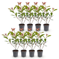 Green boutiQ - Haagplanten - Photinia Little Red Robin - Blad Rood - 8 Planten - 1 Strekkende Meter - Groenblijvend - Pot 9cm Hoogte 30-35cm