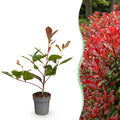 Green boutiQ - Haies - Photinia fraseri 'Red Robin' - feuilles rouge et vert - 8 plantes - 1 mètre linéaire - persistant - pot 9 cm hauteur 30-35 cm