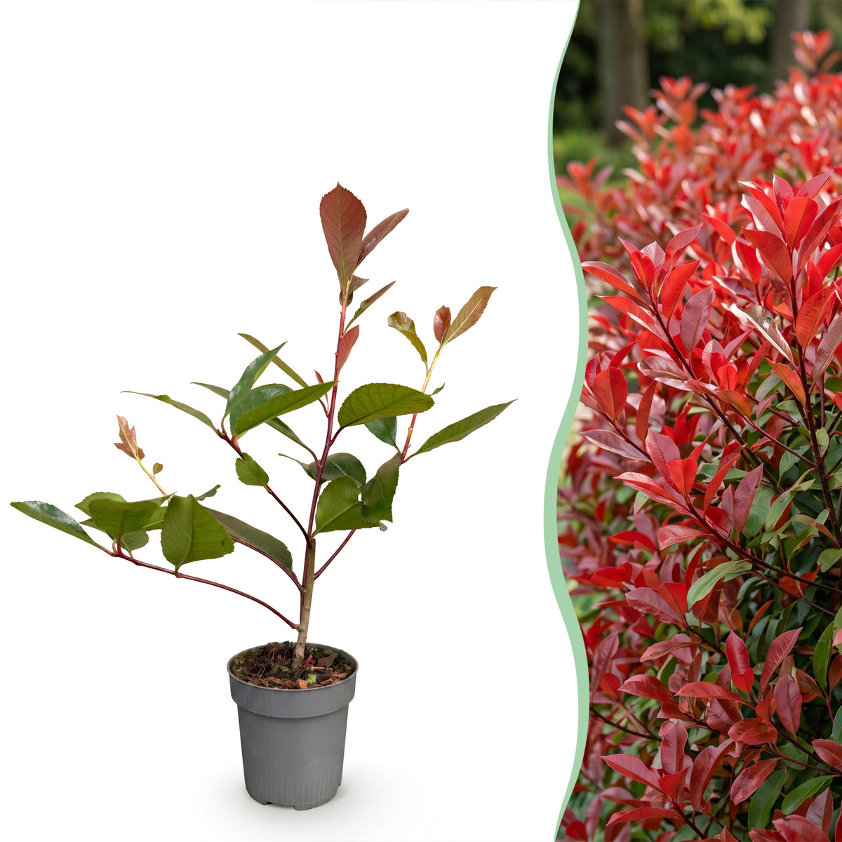 Green boutiQ - Haies - Photinia fraseri 'Red Robin' - feuilles rouge et vert - 8 plantes - 1 mètre linéaire - persistant - pot 9 cm hauteur 30-35 cm