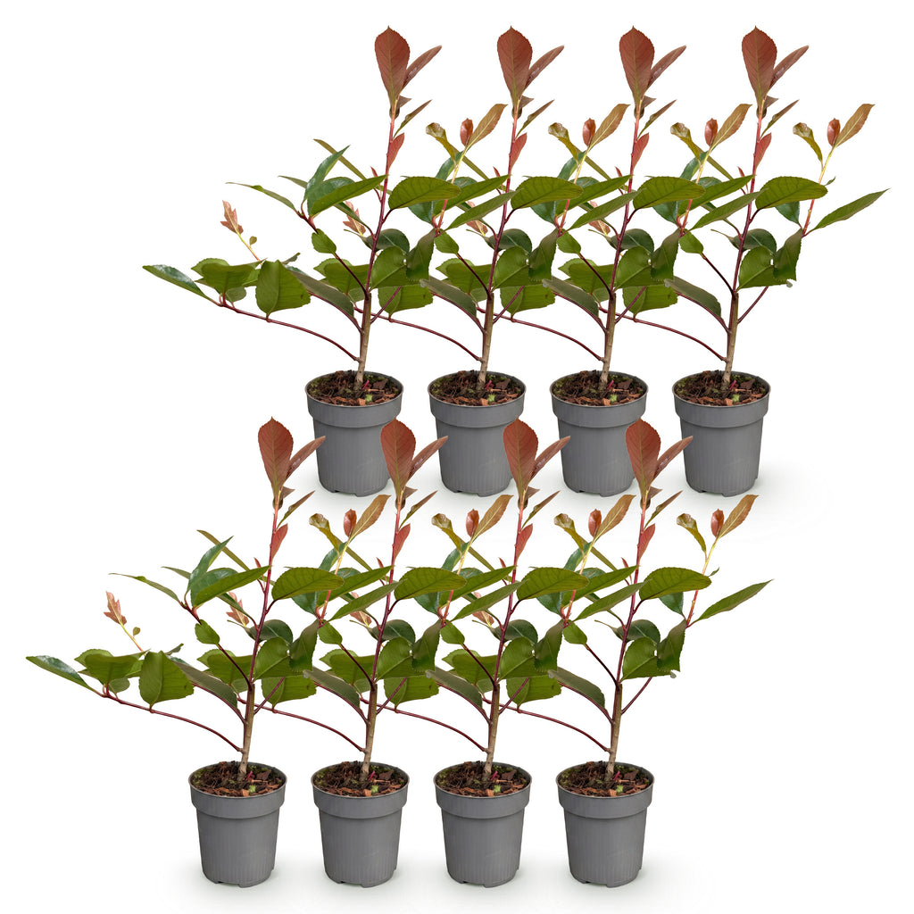 Green boutiQ - Haies - Photinia fraseri 'Red Robin' - feuilles rouge et vert - 8 plantes - 1 mètre linéaire - persistant - pot 9 cm hauteur 30-35 cm
