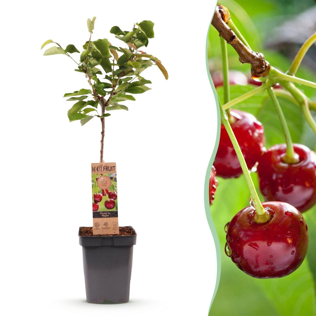 Green boutiQ - Cerisier - Prunus avium Regina - Cerisier - Rustique - Fruit rouge foncé - 1 plante - Pot 21cm - Hauteur 90cm