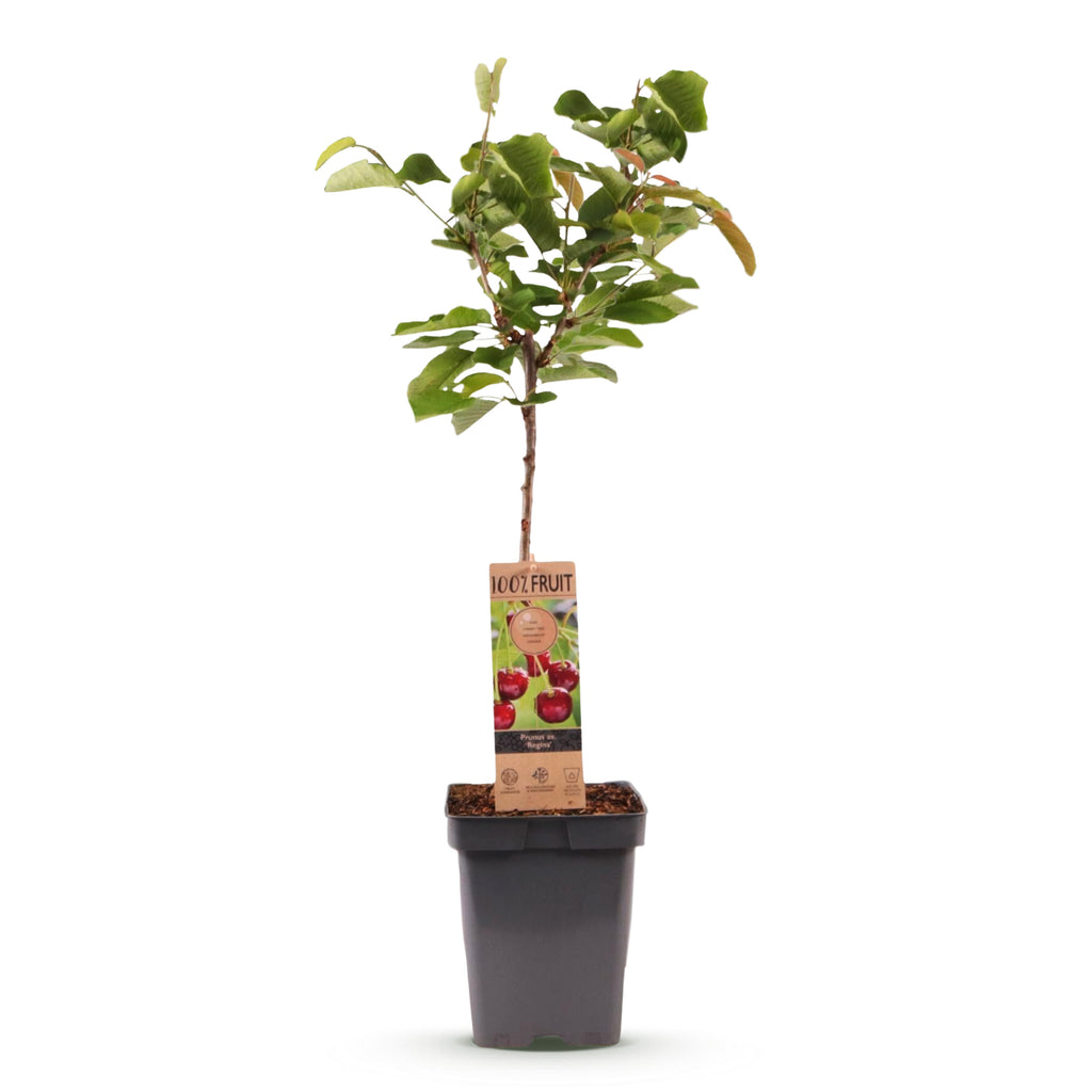 Green boutiQ - Cerisier - Prunus avium Regina - Cerisier - Rustique - Fruit rouge foncé - 1 plante - Pot 21cm - Hauteur 90cm