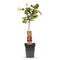 Green boutiQ - Fruitboom - Prunus avium Regina - Kersenboom - Winterhard - Donker Rode Bes - 1 Plant - Pot 21cm - Hoogte 90cm