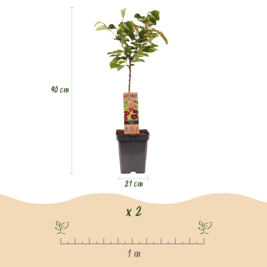 Green boutiQ - Cerisier - Prunus avium Regina - Cerisier - Rustique - Fruit rouge foncé - 1 plante - Pot 21cm - Hauteur 90cm