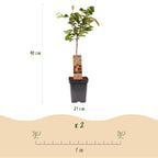 Green boutiQ - Cerisier - Prunus avium Regina - Cerisier - Rustique - Fruit rouge foncé - 1 plante - Pot 21cm - Hauteur 90cm