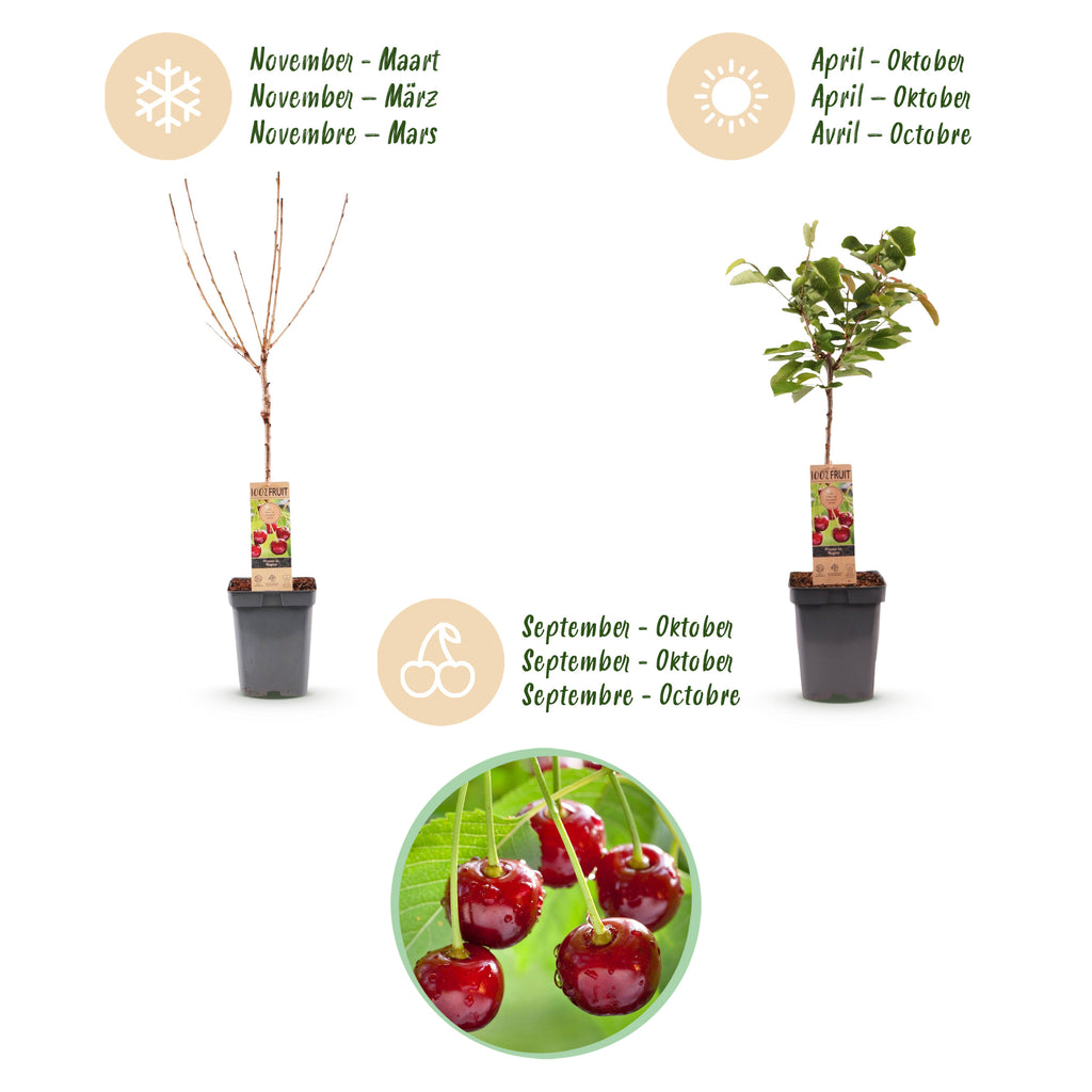 Green boutiQ - Cerisier - Prunus avium Regina - Cerisier - Rustique - Fruit rouge foncé - 1 plante - Pot 21cm - Hauteur 90cm