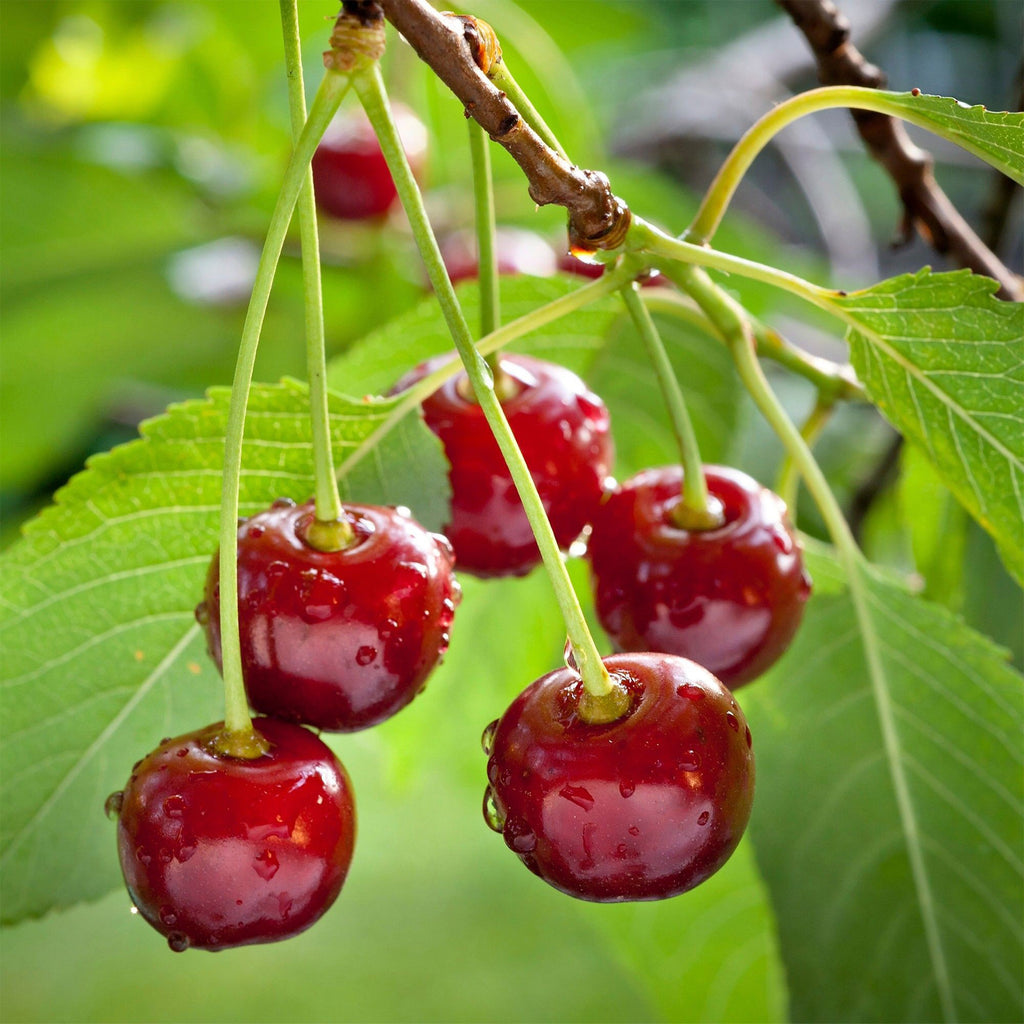 Green boutiQ - Cerisier - Prunus avium Regina - Cerisier - Rustique - Fruit rouge foncé - 1 plante - Pot 21cm - Hauteur 90cm