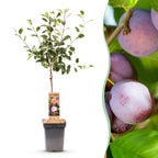 Green boutiQ - Prunier - Prunus domestica Opal - Prunier - Rustique - Prune rouge violacé - 1 plant - Pot 21 cm - Hauteur 90 cm