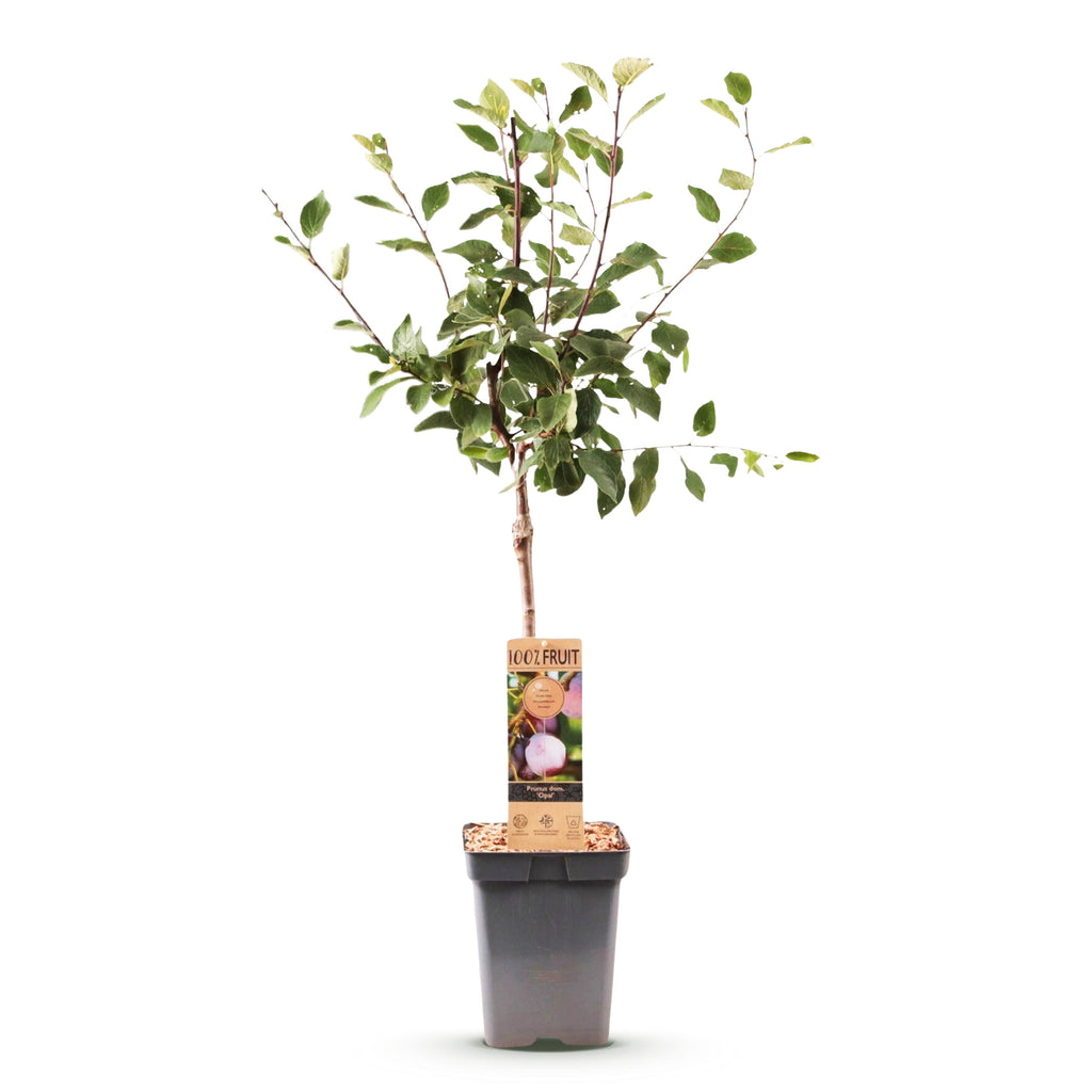 Green boutiQ - Prunier - Prunus domestica Opal - Prunier - Rustique - Prune rouge violacé - 1 plant - Pot 21 cm - Hauteur 90 cm