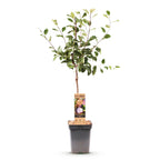 Green boutiQ - Prunier - Prunus domestica Opal - Prunier - Rustique - Prune rouge violacé - 1 plant - Pot 21 cm - Hauteur 90 cm