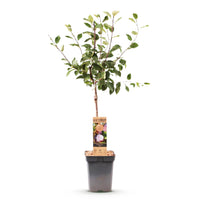 Green boutiQ - Fruitboom - Prunus domestica Opal - Pruimenboom - Winterhard - Paars-Rode Pruim - 1 Plant - Pot 21cm - Hoogte 90cm