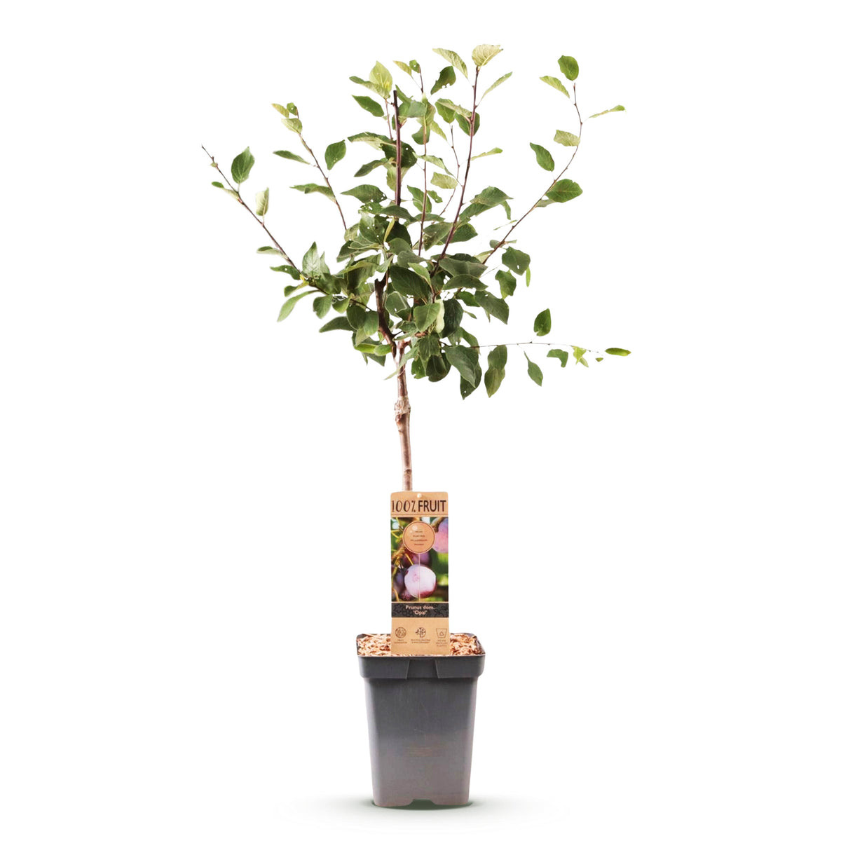 Green boutiQ - Prunier - Prunus domestica Opal - Prunier - Rustique - Prune rouge violacé - 1 plant - Pot 21 cm - Hauteur 90 cm