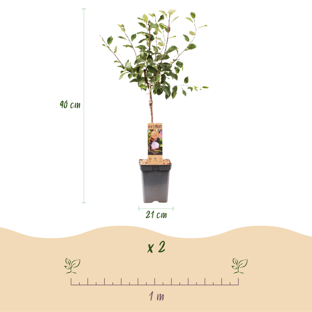 Green boutiQ - Prunier - Prunus domestica Opal - Prunier - Rustique - Prune rouge violacé - 1 plant - Pot 21 cm - Hauteur 90 cm