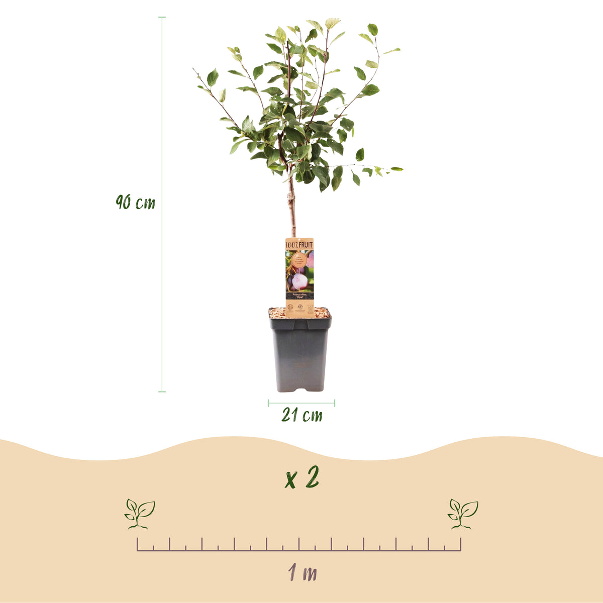 Green boutiQ - Prunier - Prunus domestica Opal - Prunier - Rustique - Prune rouge violacé - 1 plant - Pot 21 cm - Hauteur 90 cm