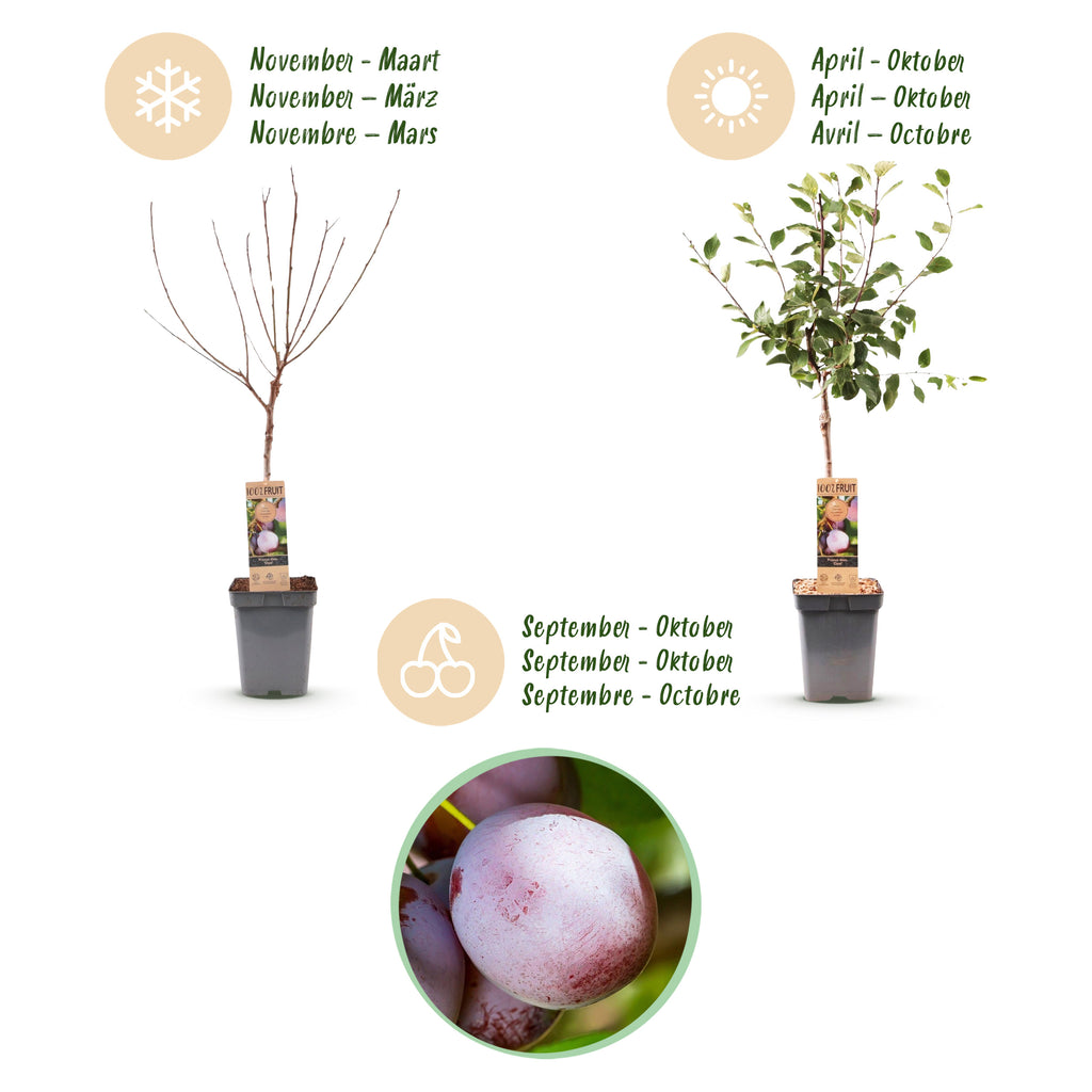 Green boutiQ - Prunier - Prunus domestica Opal - Prunier - Rustique - Prune rouge violacé - 1 plant - Pot 21 cm - Hauteur 90 cm