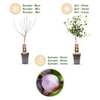 Green boutiQ - Prunier - Prunus domestica Opal - Prunier - Rustique - Prune rouge violacé - 1 plant - Pot 21 cm - Hauteur 90 cm