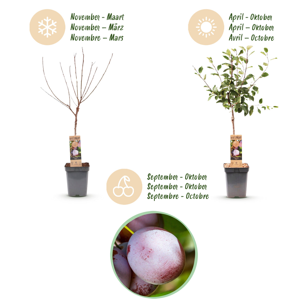 Green boutiQ - Prunier - Prunus domestica Opal - Prunier - Rustique - Prune rouge violacé - 1 plant - Pot 21 cm - Hauteur 90 cm